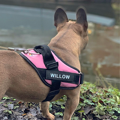 Personalised No Pull Dog Harness
