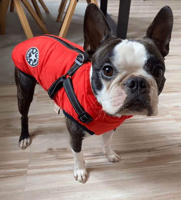 Warm Rainproof Dog Jacket